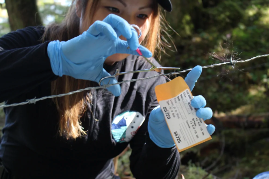  A research technician from the Kitasoo/Xai'xais First Nation collects hair from a sampling site. (Santana Edgar/Spirit Bear Research Foundation)