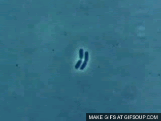 Microbes In Motion Evolution At Hyper Speed SciComm UCR