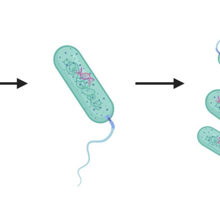 Bacterial replication