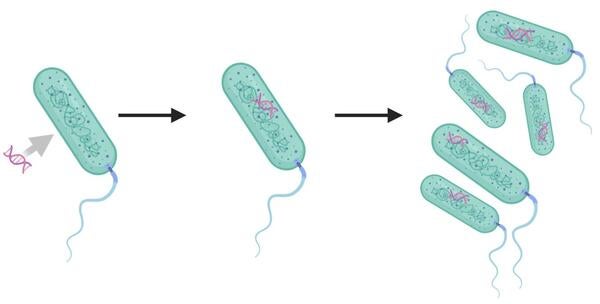 Bacterial replication