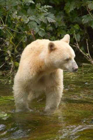 A Kermode “Spirit” bear wading through a river