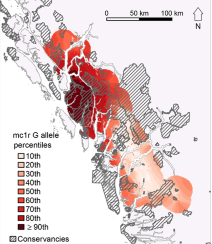 A genetic map displaying the recorded presence of the white coat variant gene in the study area Spatial patterns and rarity of the white‐phased ‘Spirit bear’ allele reveal gaps in habitat protection - Service - 2020 - Ecological Solutions and Evidence - Wiley Online Library