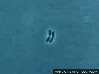 Bacteria GIF