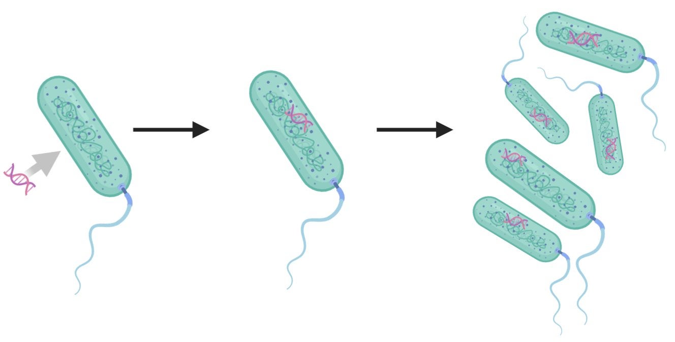 Microbes in Motion - Evolution at hyper speed! | SciComm @ UCR